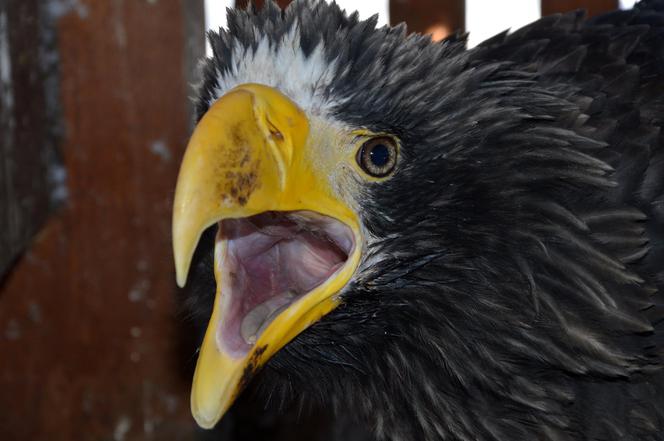 Bielik oIbrzymi w Ośrodku Rehabilitacji Zwierząt Chronionych w Przemyślu