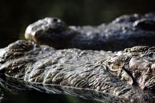  Samolot rozbił się w Amazonii. Dwa dni czekali na ratunek w towarzystwie... aligatorów!