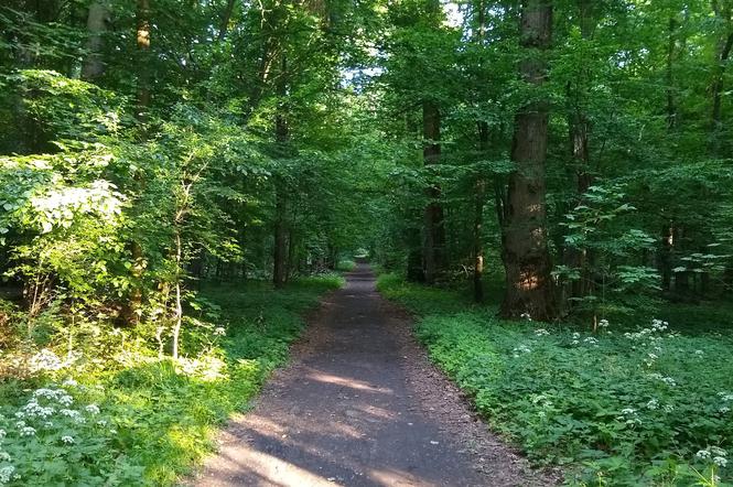 Białystok: Gdzie pojechać do lasu blisko miasta?
