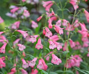 Penstemon  'Apple Blossom'.