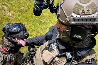 Policyjny pies w mundurze za 8 tys. złotych. Benji to istny Robocop