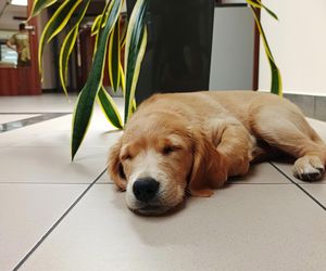 Wygląda jak maskotka, a będzie bohaterem. Strażacy mają nowego psa ratowniczego