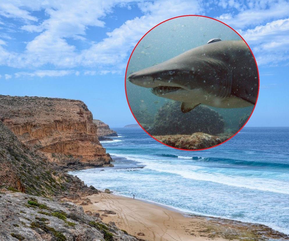 Rekin rozszarpał nastoletniego surfera. Tragiczna śmierć w pobliżu popularnej plaży