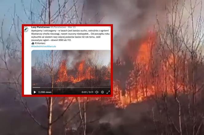 Duże zagrożenie pożarowe w Polsce. Czy będzie ZAKAZ WSTĘPU DO LASÓW? 