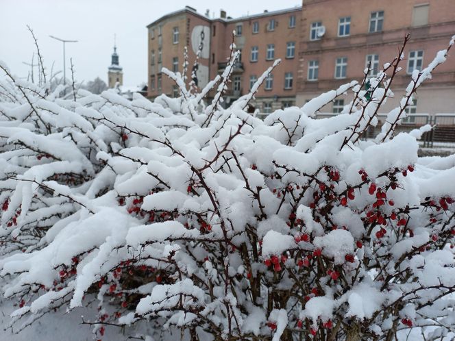 Leszno wygląda bajkowo! Na walentynki sypnęło śniegiem