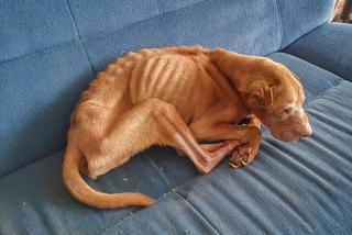 Mieszkaniec Torunia zagłodził psa na śmierć? Drastyczne zdjęcia Bobika