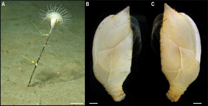 Trianguloscalpellum gigas