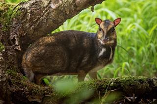 We wrocławskim zoo urodził się kanczyl filipiński