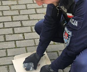 Policjanci o gołębich sercach