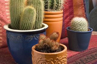 Kaktusy w domu: aranżacja