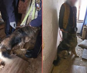 Dramat owczarków we Wrocławiu. Mieszkam tak samo jak one