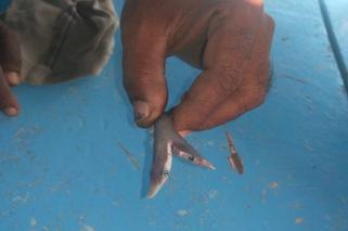 Dwuglowy rekin znaleziony w Indiach