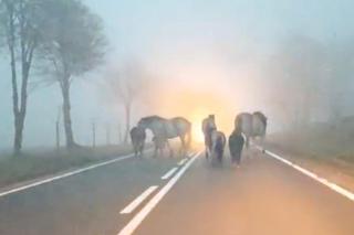 Wystraszył je huk petard. Konie, kucyki i osioł zabłąkane na środku drogi