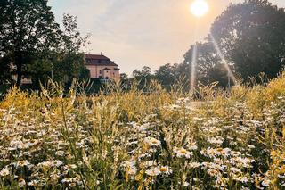 Małopolskie miasto, które przyciąga nowych mieszkańców. Zaludnia się najszybciej w regionie 