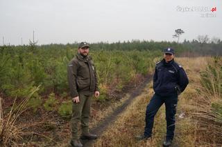 Śląskie: Coraz więcej przypadków kradzieży choinek z lasów. Będzie więcej patroli straży leśnej [ZDJĘCIA]