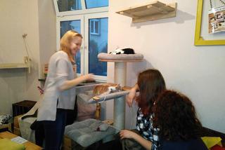 Katowice: Pierwsza na Śląsku Kocia Kawiarnia działa już trzy tygodnie! [ZDJĘCIA]