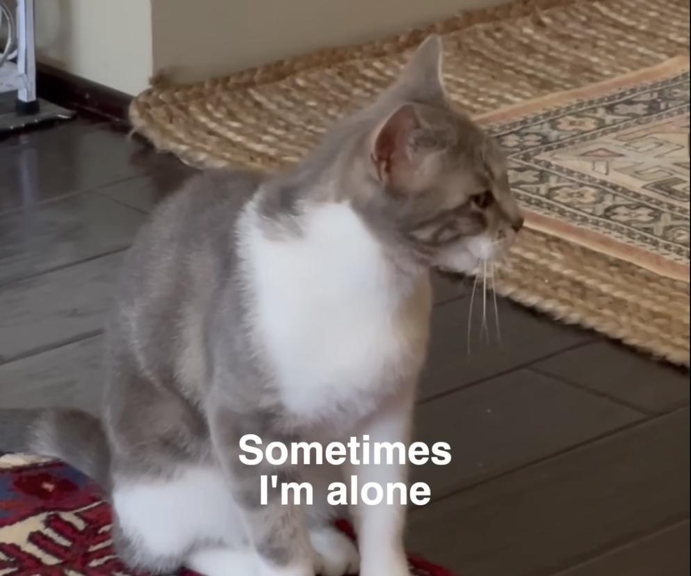 Lonely Cat