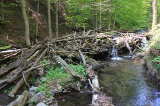 Nowe rezerwaty przyrody na Podkarpaciu. Gdzie mogą powstać?