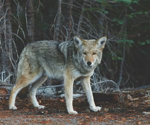 W tej wsi w woj. lubelskim grasują wilki. Gmina ostrzega mieszkańców