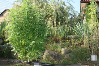 Przy sobie miał blisko 100 g marihuany, a w ogrodzie rosnące krzaki konopi