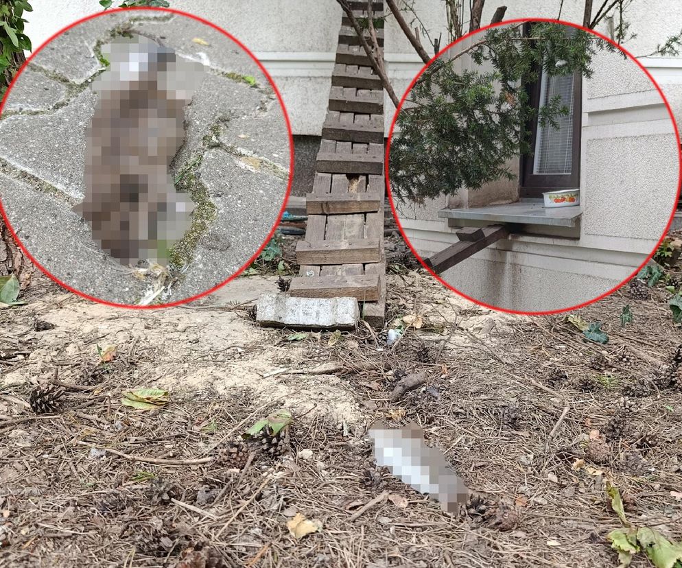  Żyją w symbiozie z gołębiami i kotami. Agresywne gryzonie opanowały blok w Warszawie