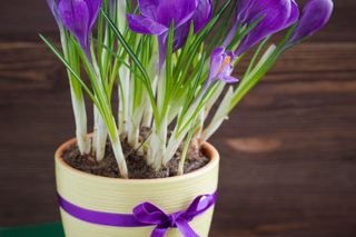 Krokusy w doniczkach