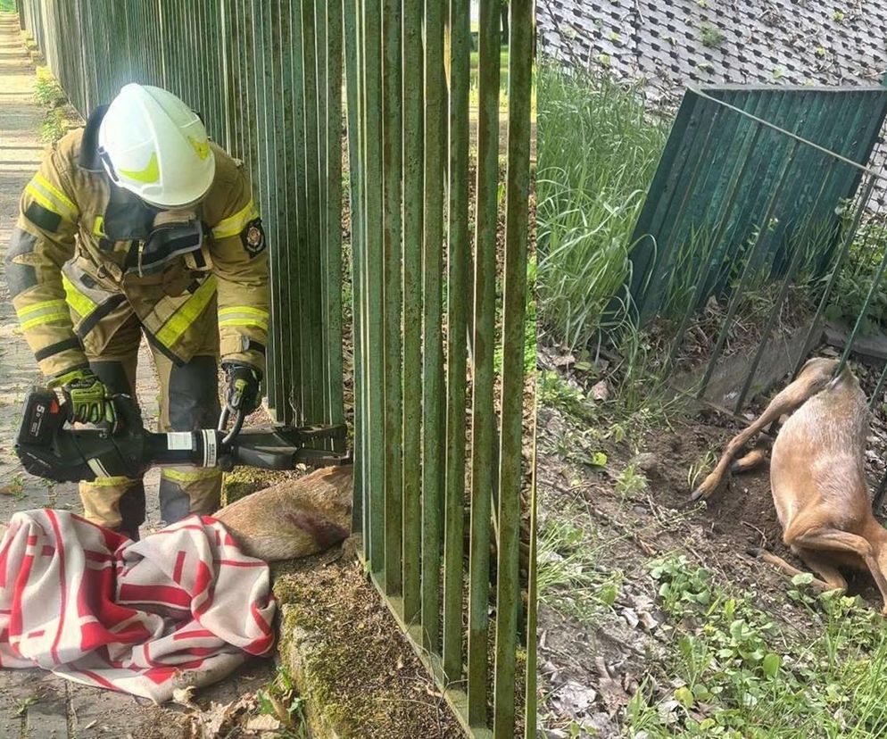 BARANOW SANDOMIERSKI 