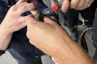 Ciekawski pyton królewski „Edek” wpadł w tarapaty. Na pomoc ruszyli strażacy z Lublina