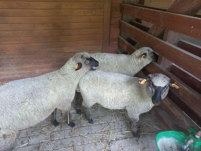 Mini ZOO w Lesznie ma nowych mieszkańców. To owce, konie i osioł