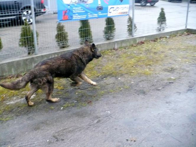 Zastęp strażaków na ratunek suni