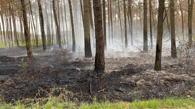 Podpalacz grasuje pod Pleszewem?! "Ktoś chyba świetnie się bawi"