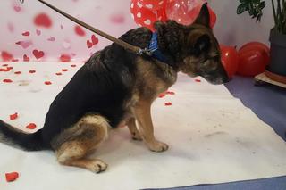 Psialentynki w bydgoskim schronisku