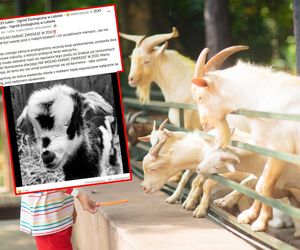 W zoo w Lubinie zmarło jedno ze zwierząt. Winni ludzie. Brakuje już cenzuralnych słów