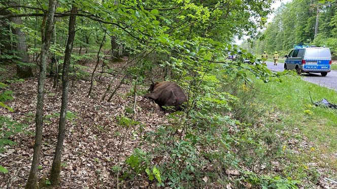 Auto zderzyło się z żubrem. Dwie osoby w szpitalu