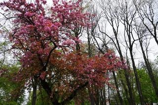 Park Bronowice wiosną 2024