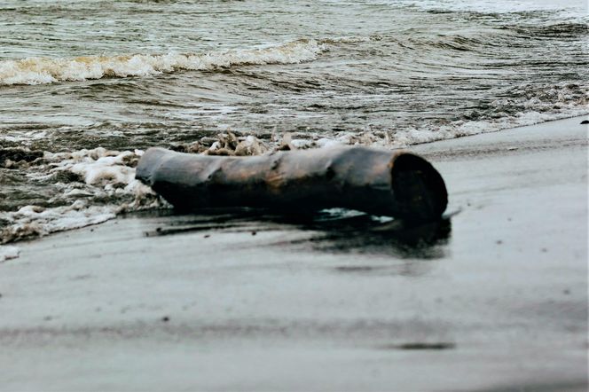 Cofka wiatrowa na Bałtyku