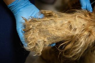 Spaniel Rysio chory przez kołtuny [GALERIA]