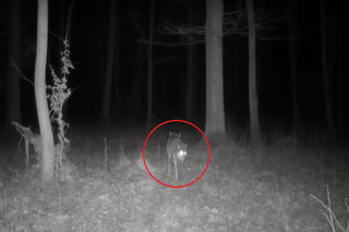 Wilk bez jednej łapy przetrwał. Niezwykłe nagranie z lasu pod Częstochową