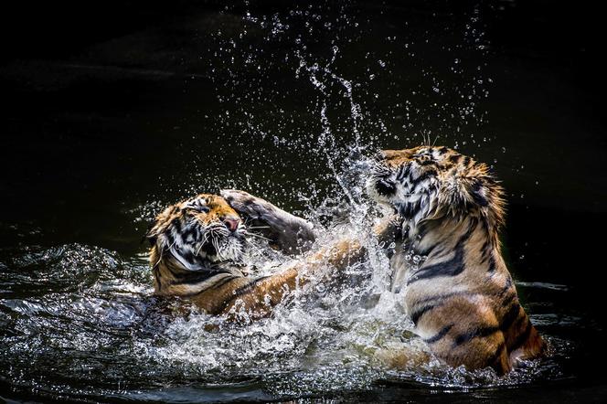 Ziemia tygrysów w Discovery Channel. Czy uda się uratować gatunek? 