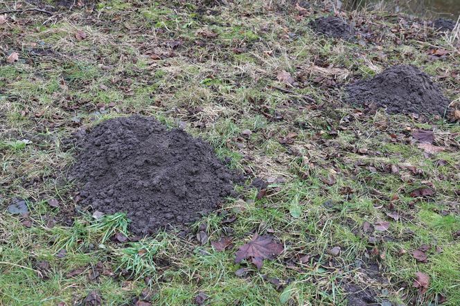 Spacer doliną Bystrzycy na lubelskim Wrotkowie