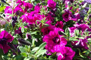 Chorzów: Kwiaty, zioła i dodatki do ogrodu. W Parku Śląskim trwa Święto Kwiatów [ZDJĘCIA]