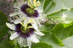 Passiflora