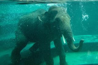 Urodziny Łodzi w Orientarium