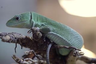 We wrocławskim zoo wykluła się jaszczurka ostrobrzucha