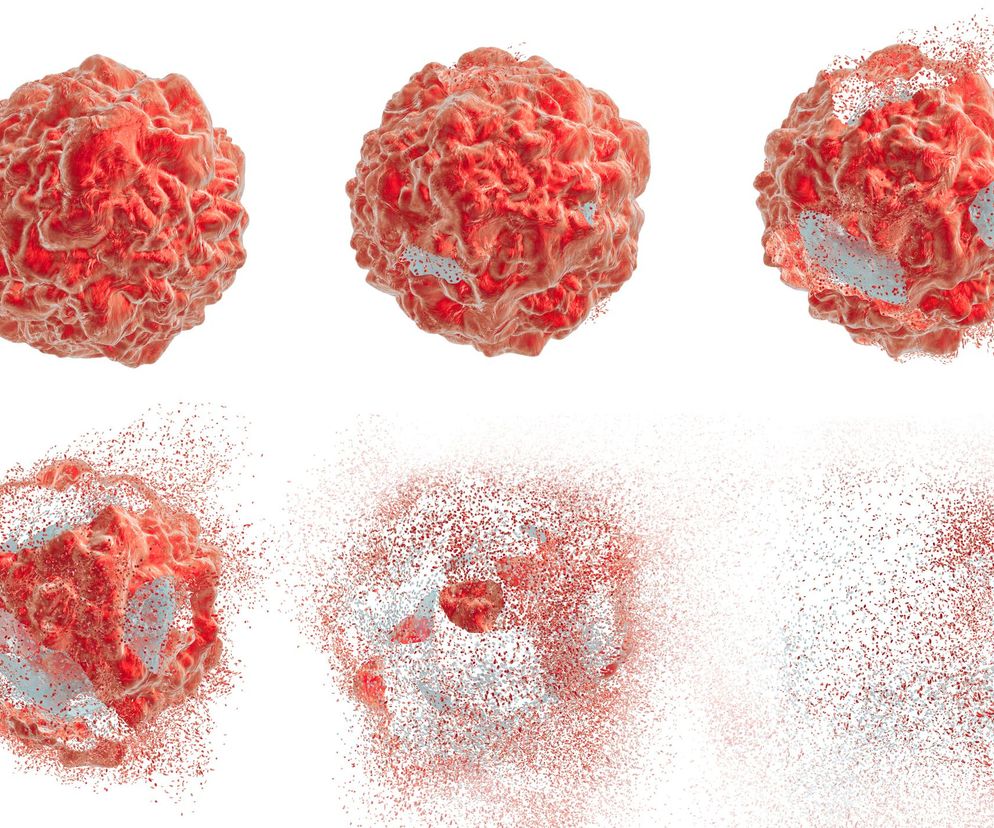 Apoptoza jest zjawiskiem przebiegającym regularnie i służy prawidłowemu funkcjonowaniu organizmu.