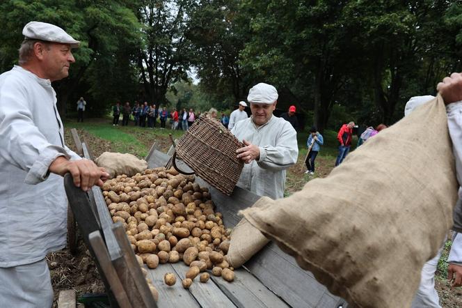 Wykopki kartoflane 2023 w lubelskim skansenie