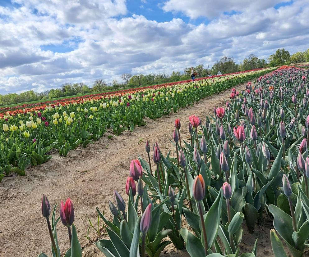 To jedyne takie pole tulipanów na Pomorzu