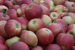 Jabłoń domowa 'Jonagored Supra' - Malus domestica 'Jonagored Supra'