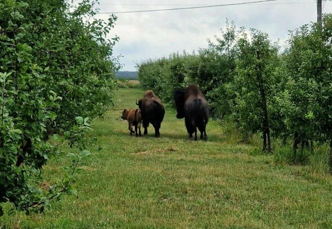 Odłowili bizona w Nadleśnictwie Ostrowiec Świętokrzyscy. Pomogli starachowiccy leśnicy