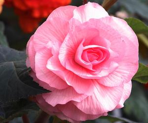 Begonia bulwiasta